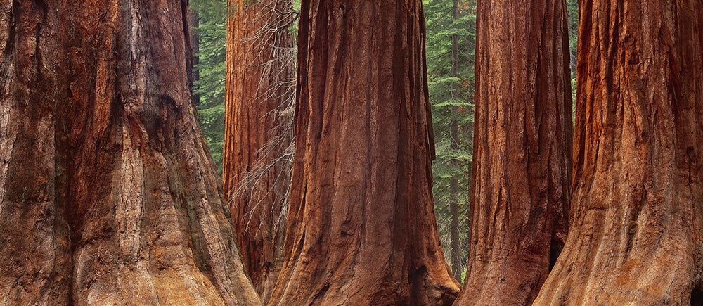 Giant Sequoia Trees, Mariposa Grove.