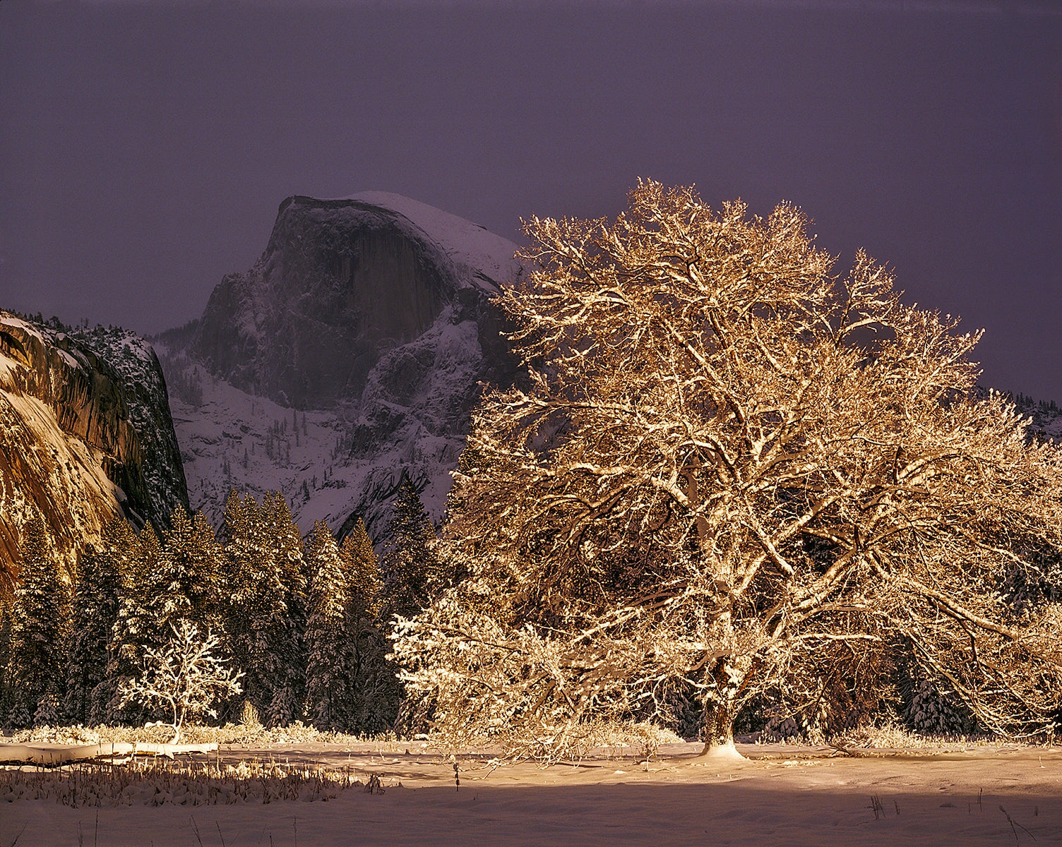 Half Dome and Elm Tree, Winter, Yosemite National Park.