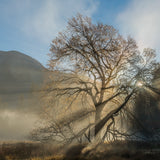 Half Dome, Elm and Sunbeams, Yosemite National Park, California 2016 Shop William Neill 16"x20" 