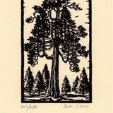 Incense Cedar.
