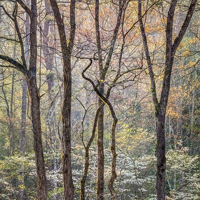 Intertwined Trees and Dogwood, Great Smoky Mountains.