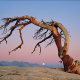 Jeffrey Pine and Moon Shop William Neill 16"x20" 