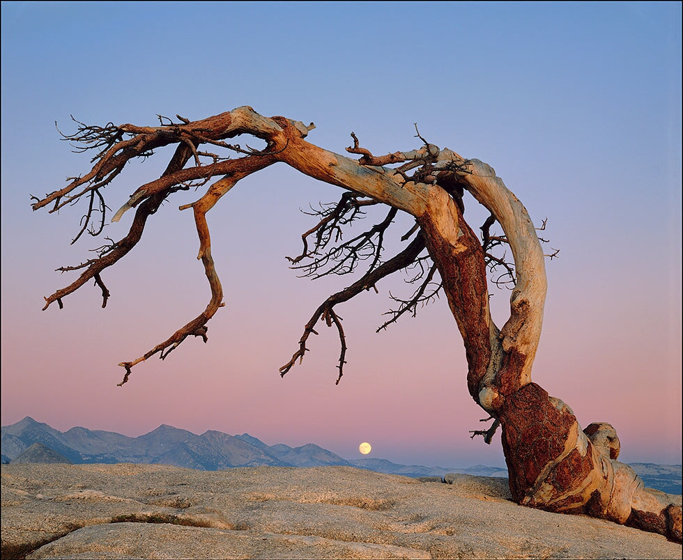 Jeffrey Pine and Moon Shop William Neill 16"x20" 