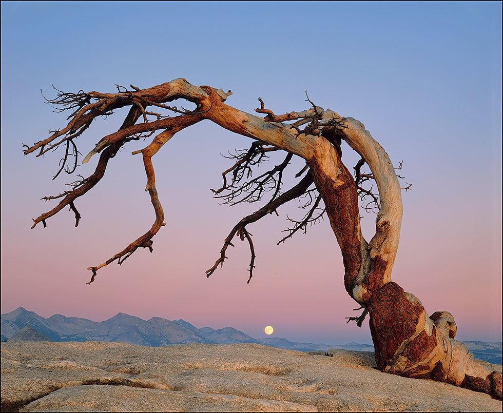 Jeffrey Pine and Moon