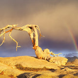 Jeffrey Pine and Rainbow Shop Keith Walklet 