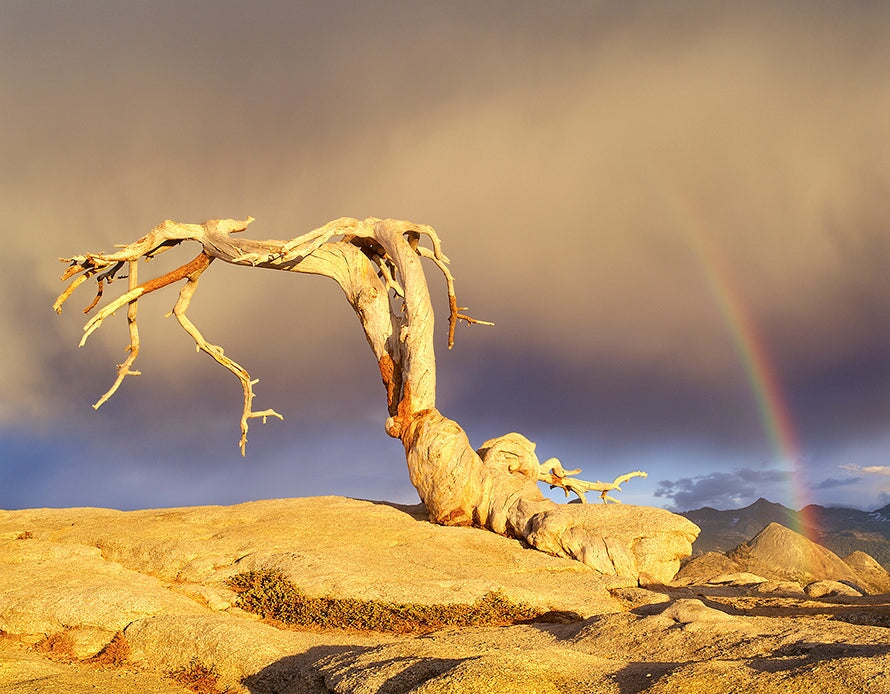 Jeffrey Pine and Rainbow