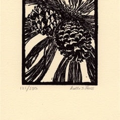 Jeffrey Pine Cones.