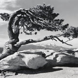 Jeffrey Pine, Sentinel Dome.