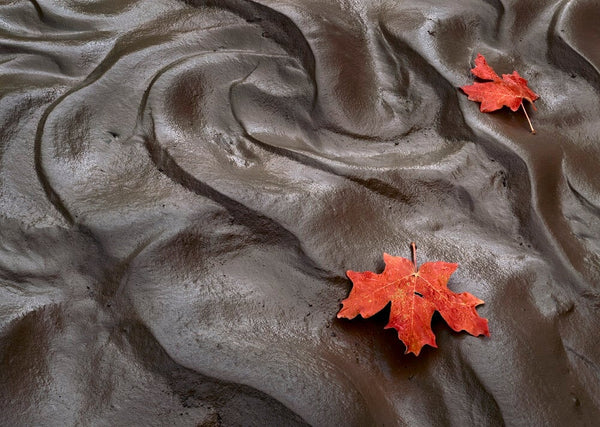 Maple Leaves, Mud, Clear Creek, Zion – The Ansel Adams Gallery