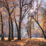 Meadow and Sun, Autumn, Yosemite.