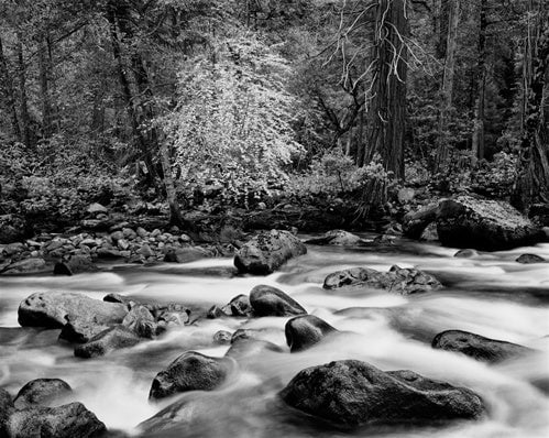Merced River and Forest, Yosemite Valley.