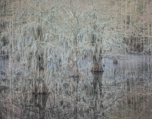 Misty Morning, Cypress Trees, Caddo Lake, Texas.