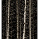 Norwegian Wood, Hemsdal Norway, 2018 Shop Kerik Kouklis 