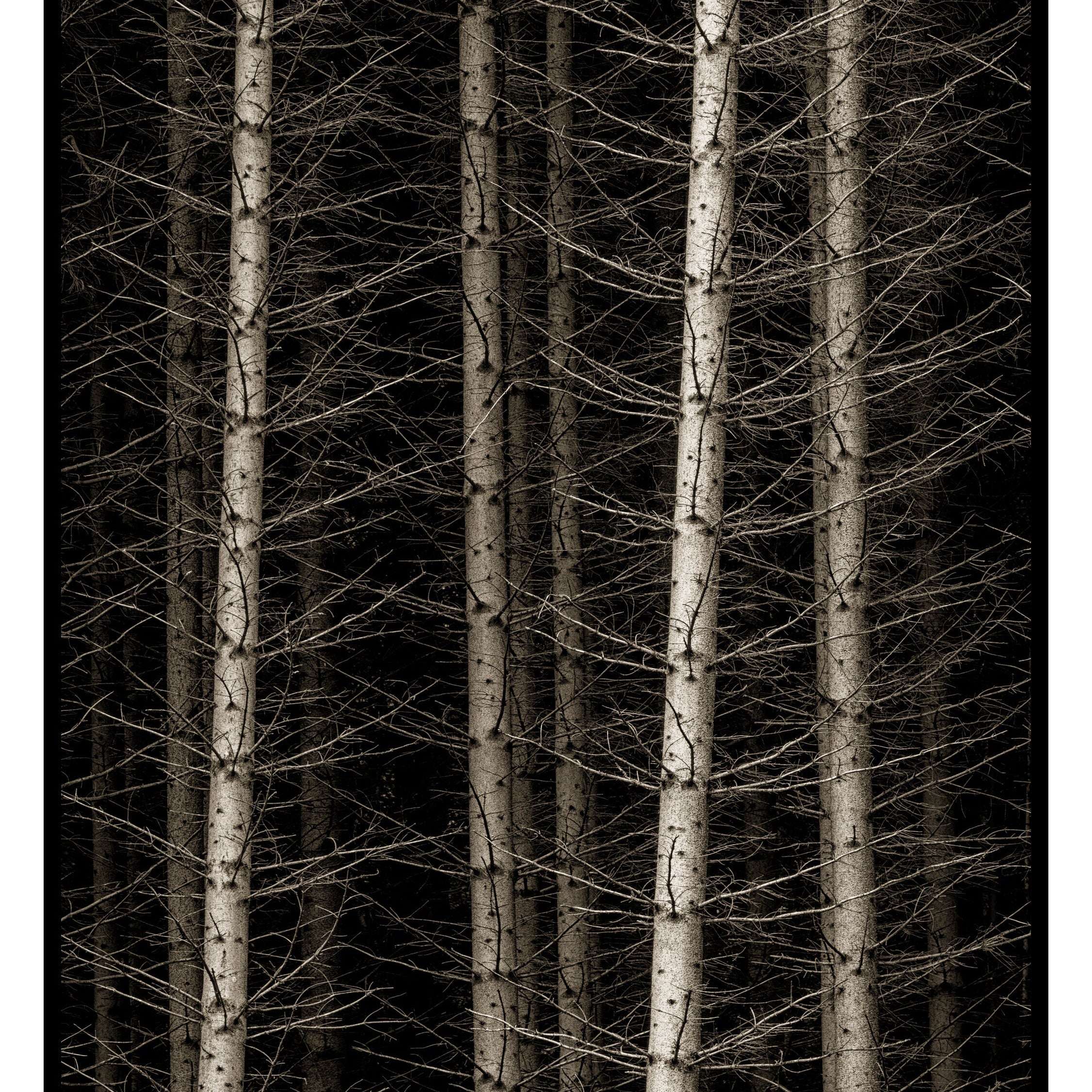 Norwegian Wood, Hemsdal Norway, 2018 Shop Kerik Kouklis 