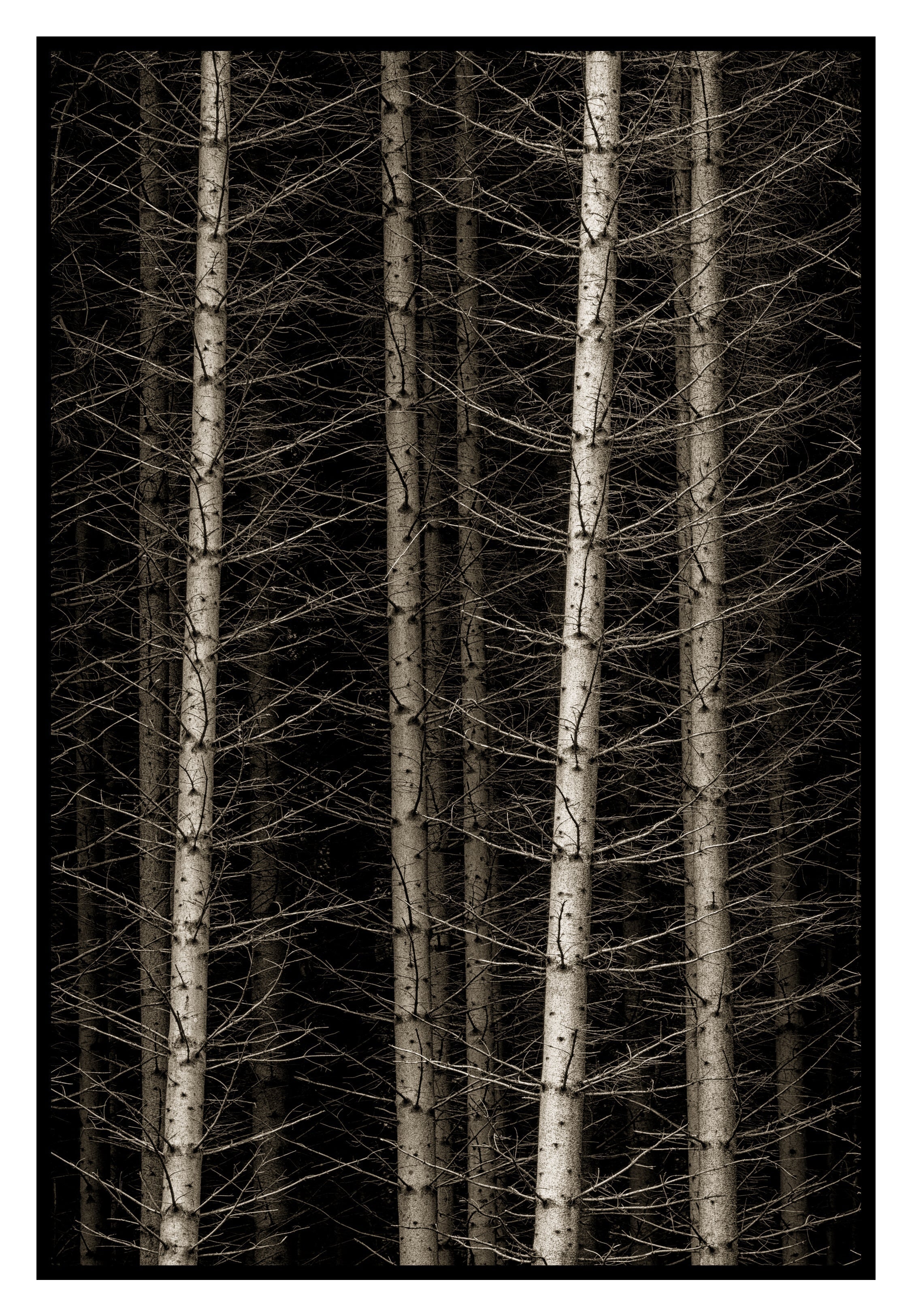 Norwegian Wood, Hemsdal Norway, 2018 Shop Kerik Kouklis 
