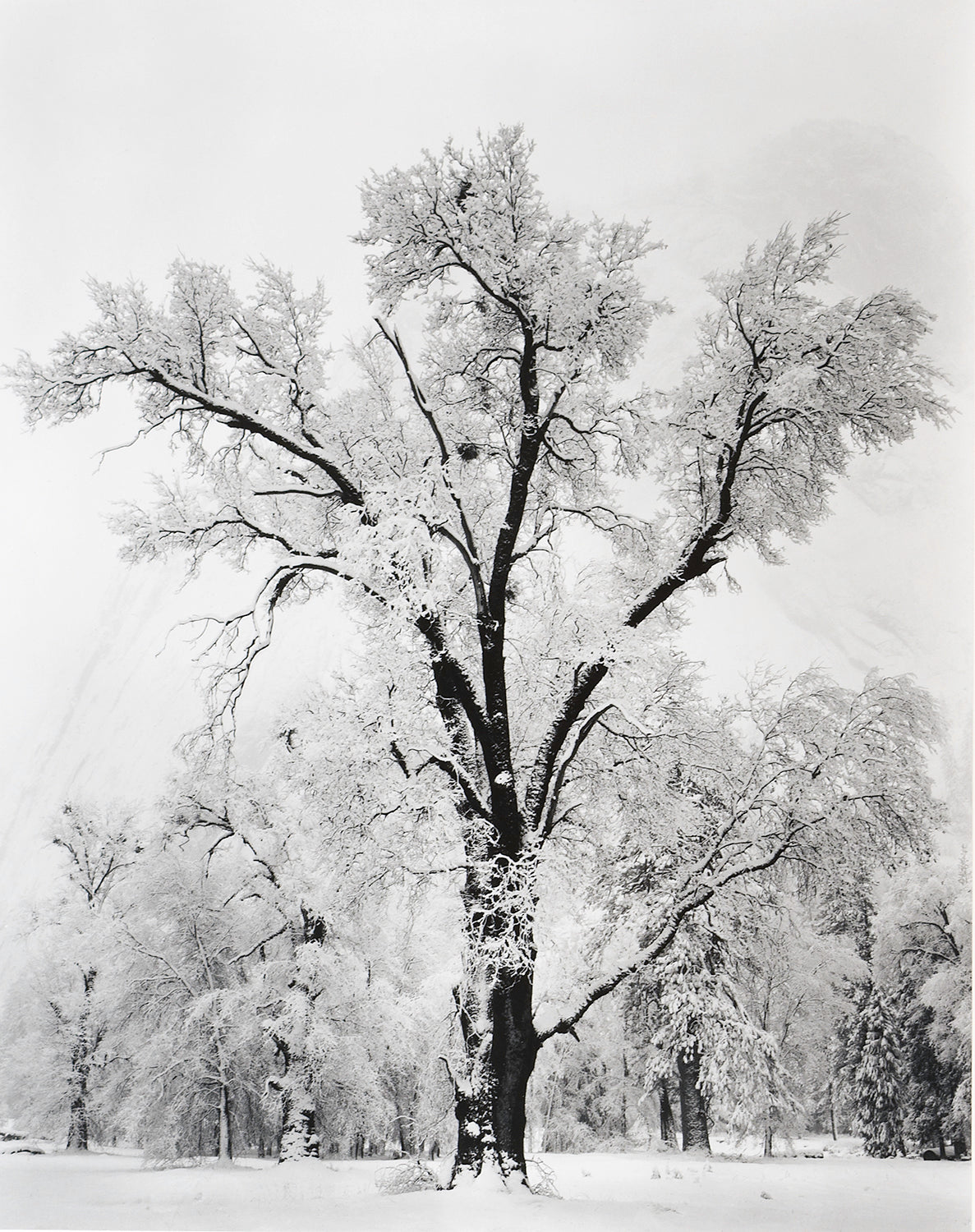 Oak Tree, Snowstorm.