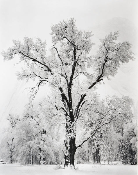 Oak Tree, Snowstorm Yosemite Photograph by Ansel Adams – The
