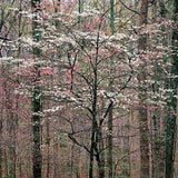 Pink and White Dogwoods, Kentucky.