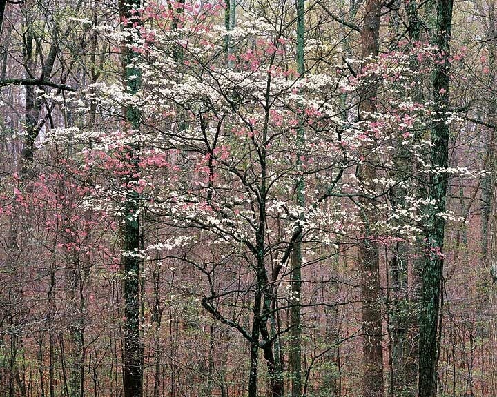 Pink and White Dogwoods, Kentucky.