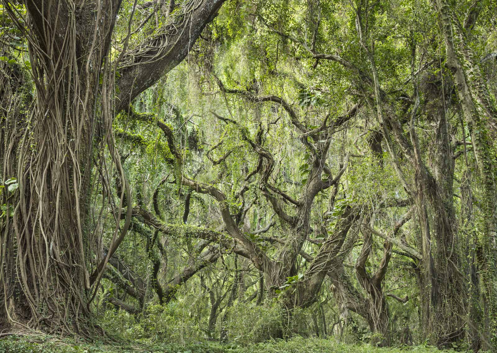 Rain Forest Detail, Oahu Coast, Hawaii Shop Charles Cramer 