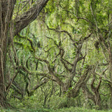 Rain Forest Detail, Oahu Coast, Hawaii Shop Charles Cramer 