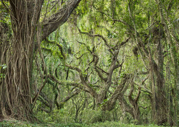 rain-forest-detail-oahu-coast-