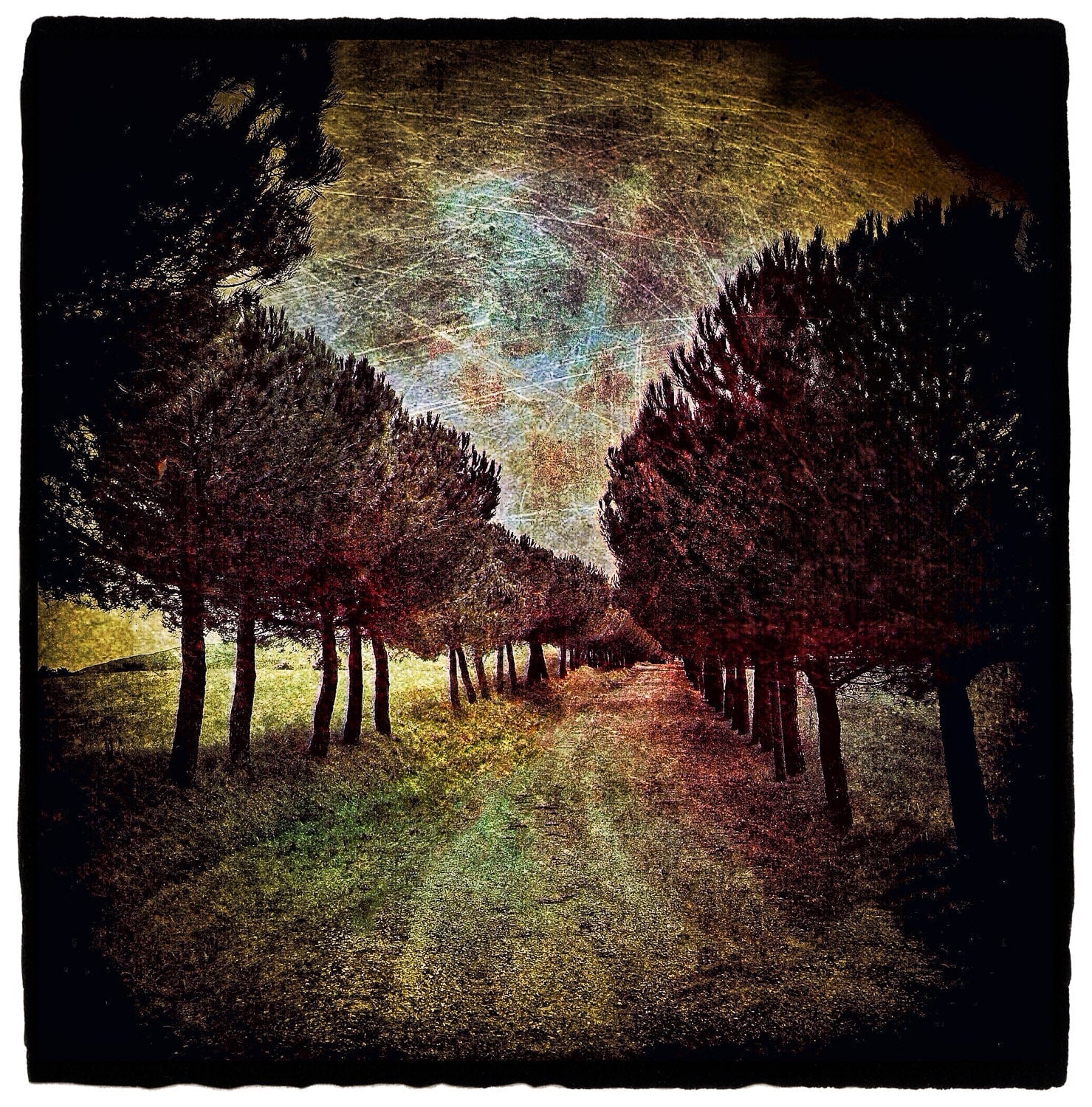 Receding Trees, Tuscany Shop Dan Burkholder 