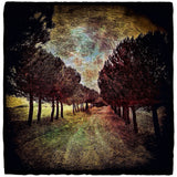 Receding Trees, Tuscany Shop Dan Burkholder 
