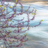 Redbud, Merced River Canyon.