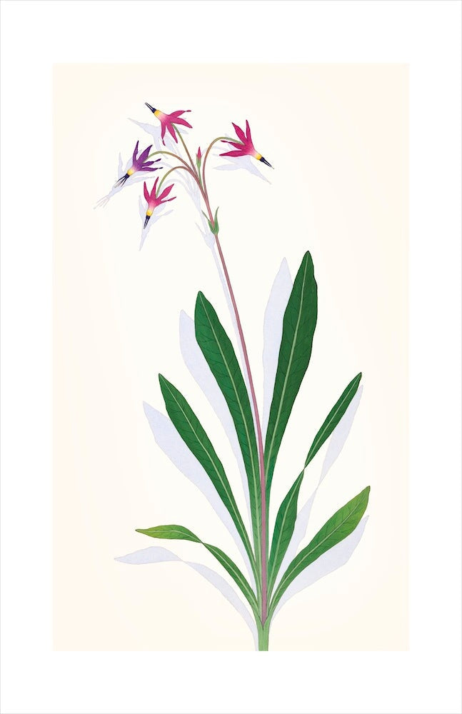 Shooting Star.