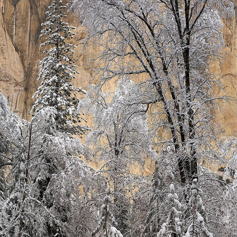 Snow-Covered Trees, El Capitan, Winter Morning Shop Charles Cramer 