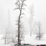Snowstorm, Cottonwoods, Along The Merced River Shop Charles Cramer 