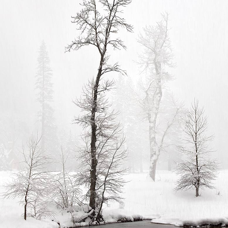 Snowstorm, Cottonwoods, Along The Merced River Shop Charles Cramer 