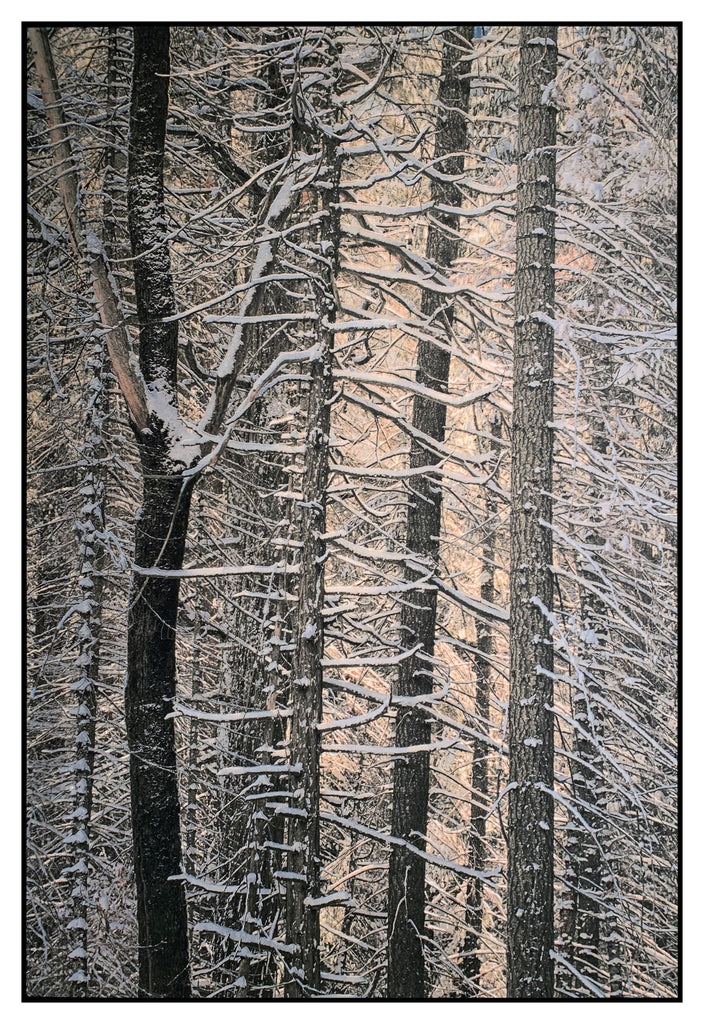 Snowy Trees, Yosemite, 2018