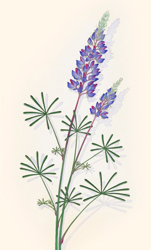 Spider Lupine.