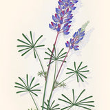 Spider Lupine.