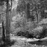 Tenaya Creek, Dogwood, Rain.