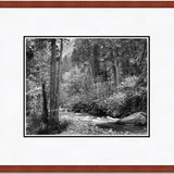 Tenaya Creek, Dogwood, Rain.