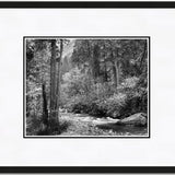 Tenaya Creek, Dogwood, Rain.