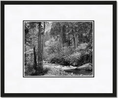 Tenaya Creek, Dogwood, Rain.
