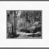 Tenaya Creek, Dogwood, Rain.