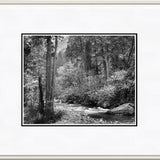 Tenaya Creek, Dogwood, Rain.