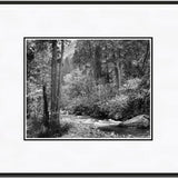 Tenaya Creek, Dogwood, Rain.