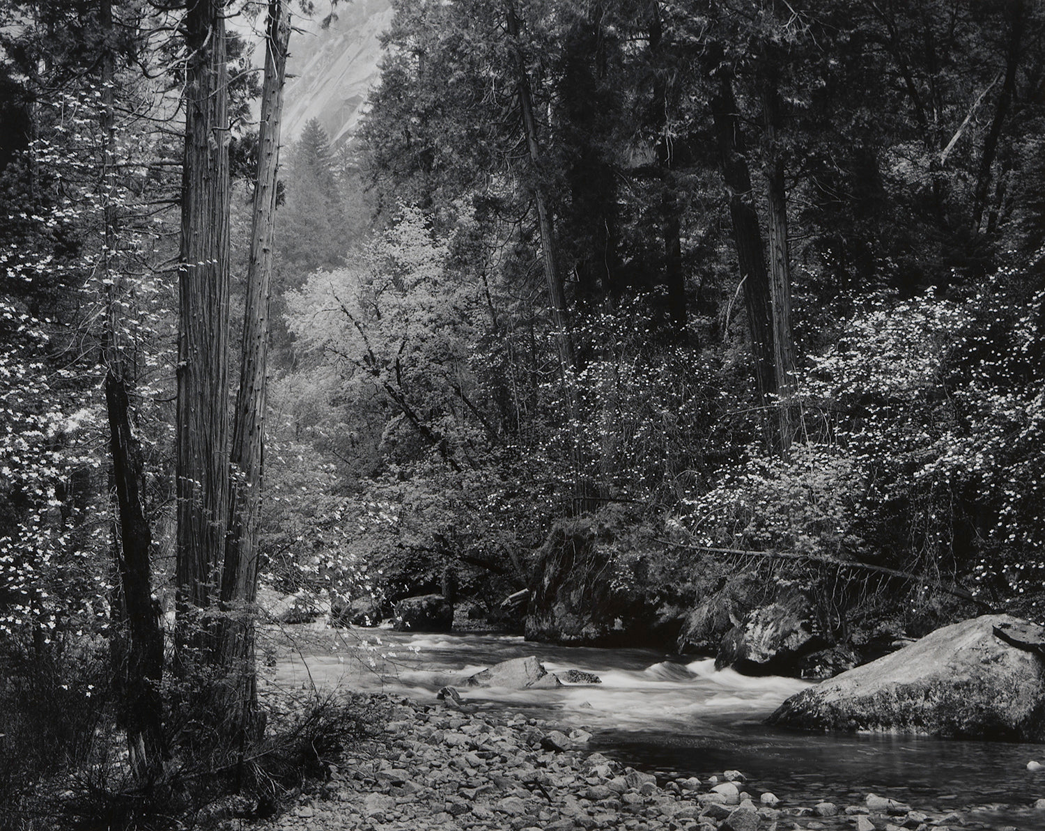 Tenaya Creek, Dogwood, Rain.