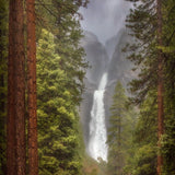 The Mighty Ponderosa, Yosemite Shop Charlotte Gibb 15 x 22" 