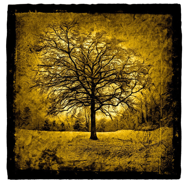 tree-in-april-snow-catskills-