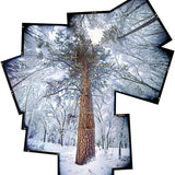 Tree in Snowstorm, Yosemite Valley.