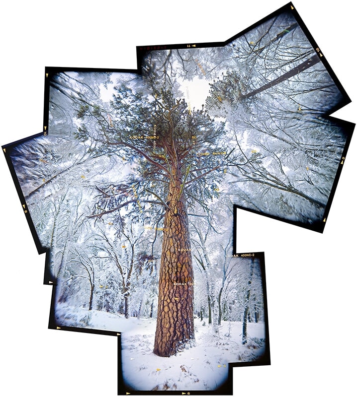 Tree in Snowstorm, Yosemite Valley.