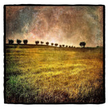 Trees Above Golden Field, Tuscany Shop Dan Burkholder 