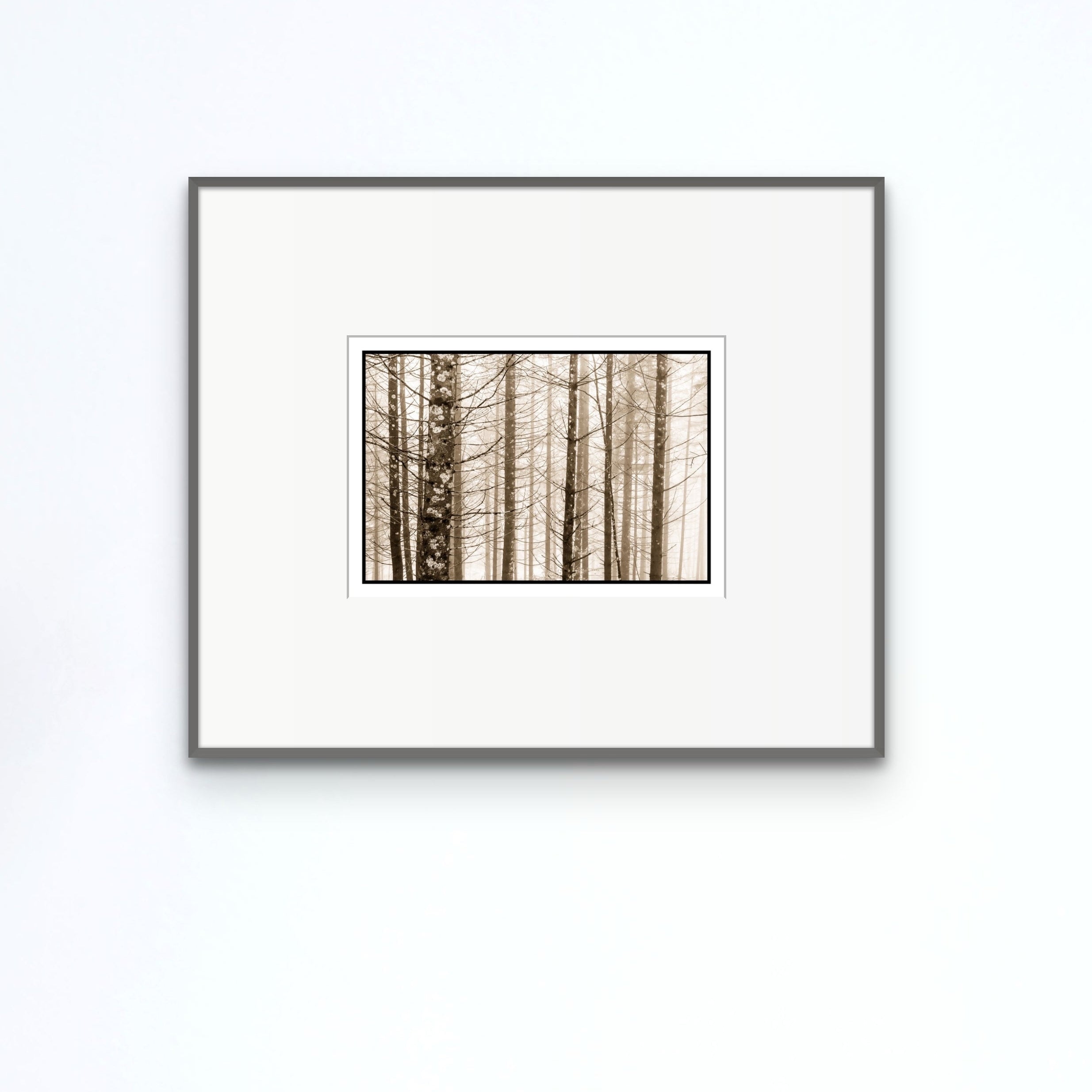Trees in Fog, Schwangau, Germany, 2022 Shop_RepArtist Kerik Kouklis 